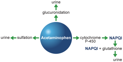 acetaminophen and alcohol metabolism