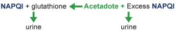 IV Acetadote protects liver cells in 2 ways: